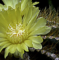 Desert Bloom