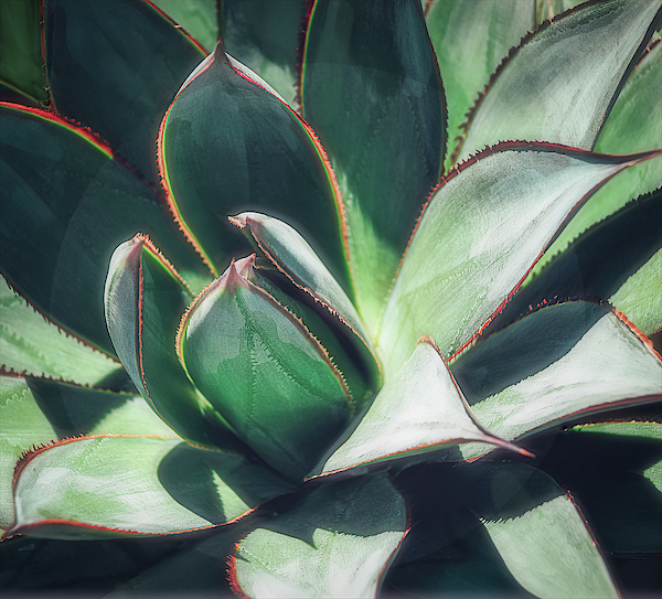 Desert Cactus Blue Glow Agave by Julie Palencia Desert Cactus Blue Glow Agave by Julie Palencia